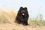 CHOW CHOW 057